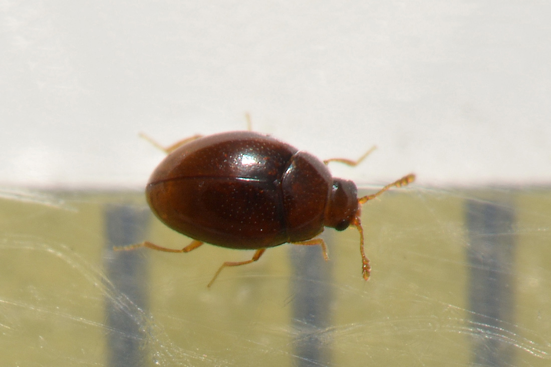 Cryptophagidae: Ephistemus globulus?